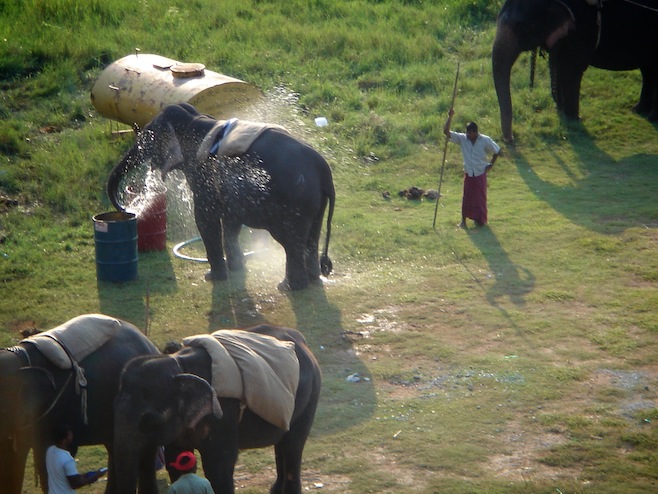 Elephant Bath